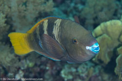 BD-131209-St-Johns-1003-Scarus-ferrugineus.-Forsskål.-1775-[Rusty-parrotfish].jpg
